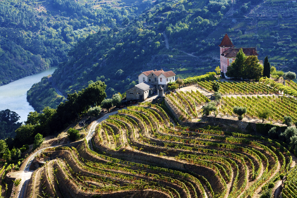 Douro vineyards, Portugal